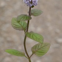 Water mint